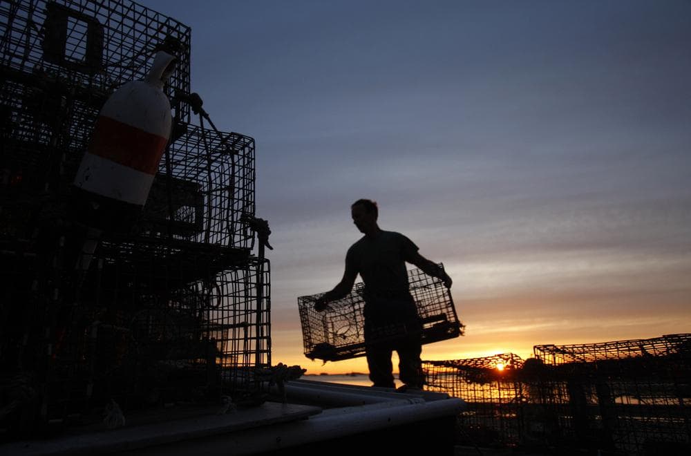 Maine lobsterman stacking traps at dawn. (AP)