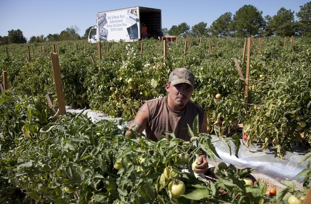 Jeremy Gonzalez picks tomatoes on a farm in Steele, Ala., Monday, Oct. 3, 2011. Much of the crop is rotting as many of the migrant workers who normally work these fields have moved to other states to find work after Alabama's immigration law took affect last week. Many farmers stand to lose much of their crops because they have no help to harvest it. (AP)