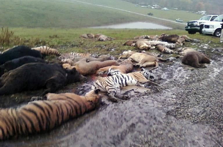 The carcasses of rare animals lay on the ground at the Muskingum County Animal Farm in Zanesville, Ohio. Sheriff's deputies shot 48 animals , including 18 rare Bengal tigers and 17 lions, after the owner of the private animal farm threw their cages and then committed suicide. (Photo obtained by AP)