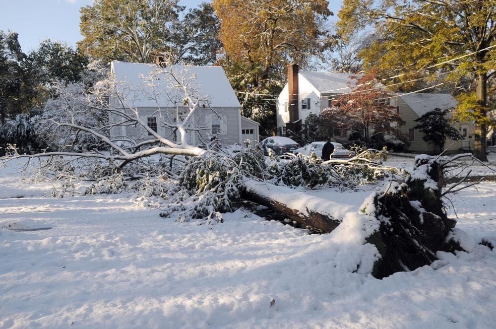 A large tree lies across a street in North Haven, Conn., Sunday, Oct. 30, 2011 as the result of the freak snow storm last month. About 20,000 people in Conn. were still in the dark on Tuesday.  (AP)
