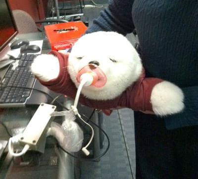 Paro, a robotic pet seal from MIT's AgeLab used to comfort Alzheimer's patients (Deb Becker/WBUR)
