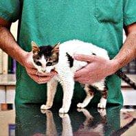 A cat with an untreated feline version of Tay-Sachs Disease