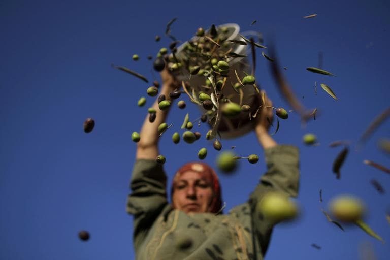 A farmer pours olives from a bucket she picked before sorting out the leaves during the harvest, Monday, Sept. 27, 2010. A staple of many farmers around the world, olives are often used to make olive oil. (AP)