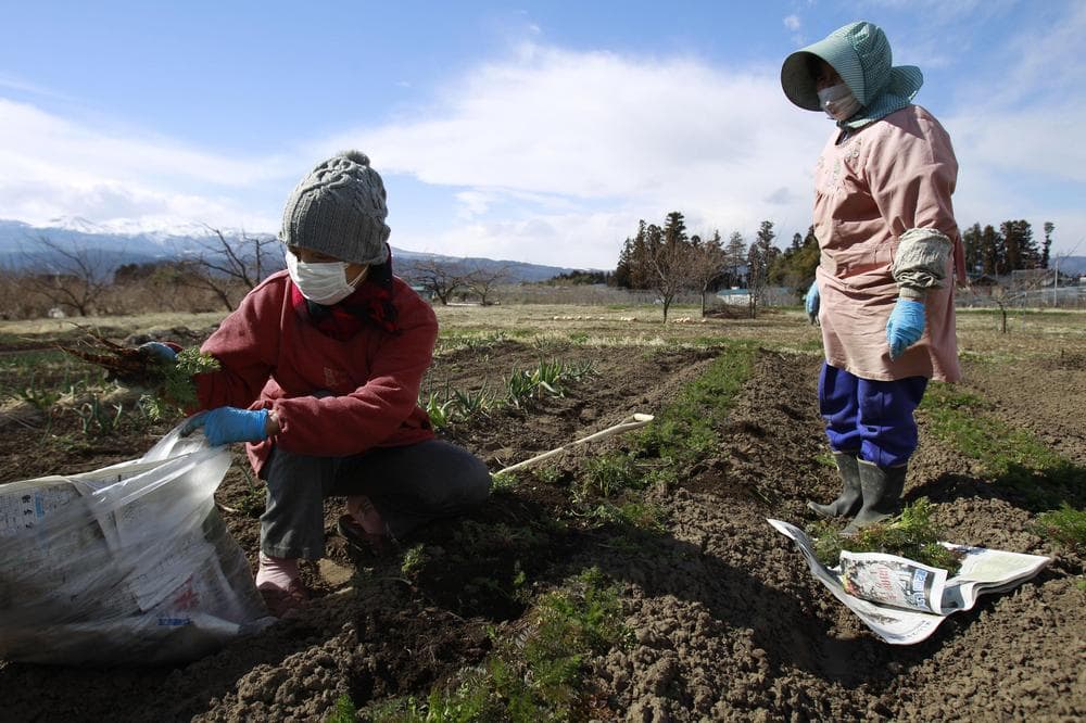 Farmer Sumiko Matsuno, left, and her friend harvest carrots on her farm to eat since she fears no one will buy them with the radiation fallout in Fukushima, Fukushima prefecture, Japan. (AP)