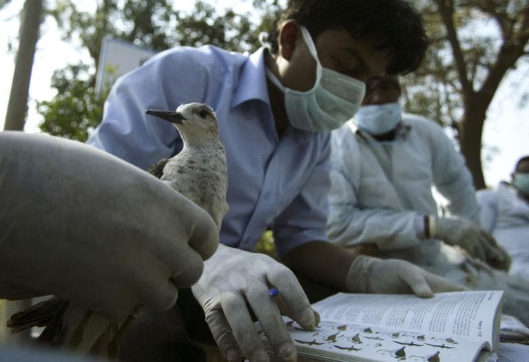 Of the 600 people that have contracted the H5N1 bird flu virus, 60 percent have died. (AP)