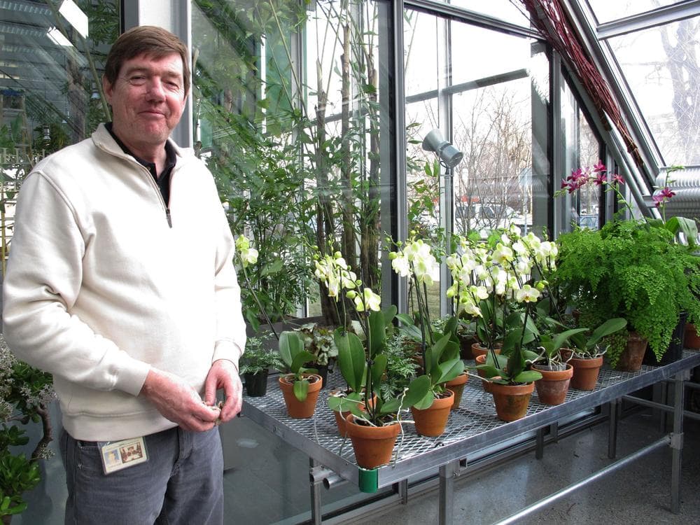 Stan Kozak, head of  the horticultural department at the Gardner Museum (Andrea Shea/WBUR)