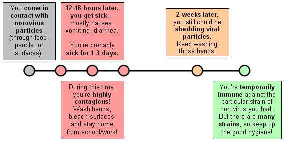 Timeline graphic: First, you come in contact with norovirus particles (through food, people, or surfaces). Then, 12-48 hours later, you get sick—mostly nausea, vomiting, diarrhea. You’re probably sick for 1-3 days. During this time, you’re highly contagious! Wash hands, bleach surfaces, and stay home from school/work! 2 weeks later, you still could be shedding viral particles. Keep washing those hands! After, you’re temporarily immune against the particular strain of norovirus you had. But there are many strains, so keep up the good hygiene!