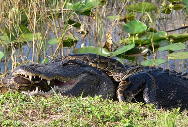 In this 2009 photo provided by the National Park Service, a Burmese python is wrapped around an American alligator in Everglades National Park, Fla. The National Academy of Science report released Monday, Jan. 30, 2012, indicates that the proliferation of pythons coincides with a sharp decrease of mammals in the park. (AP)