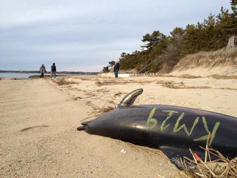 Rescue workers mark dead beached dolphins to distinguish them from one another. (Adam Ragusea/WBUR)