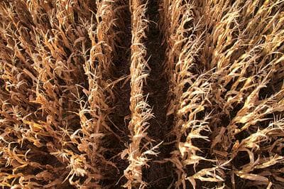 A corn field in Iowa. (Flickr/w4nd3rl0st)