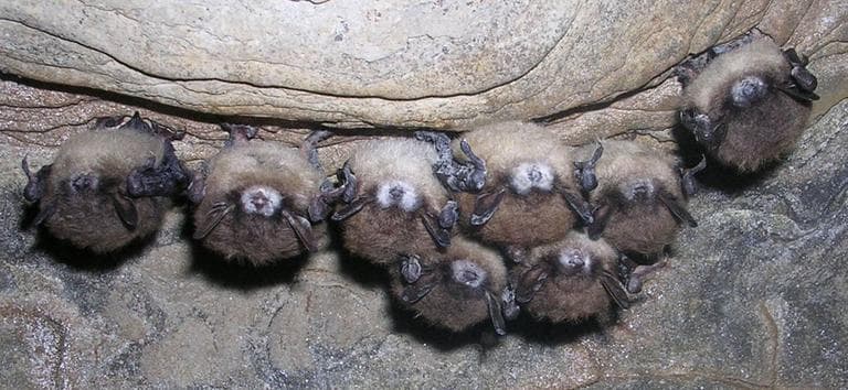 This photo released by the New York State Department of Environmental Conservation shows bats photographed in Hales Cave in New York. (AP)