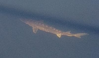 This Atlantic sturgeon was spotted in the Charles River last week. (Courtesy)