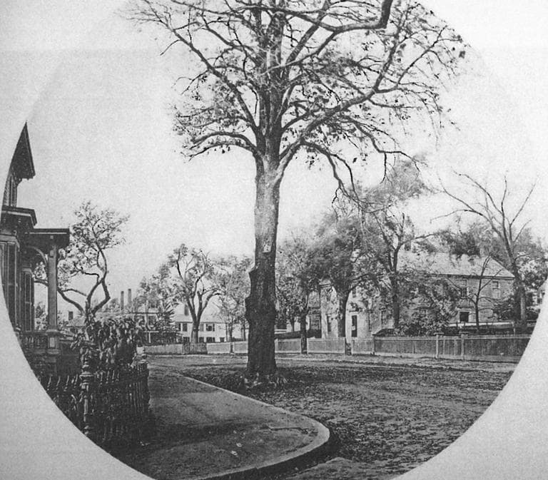 View of Brattle Street and the &#039;spreading chestnut tree&#039; of Longfellow&#039;s poem &#039;The Village Blacksmith&#039; in 1873. (From W.J.Stillman, Poetic Localities of Cambridge (Boston: James R Osgood, 1876)