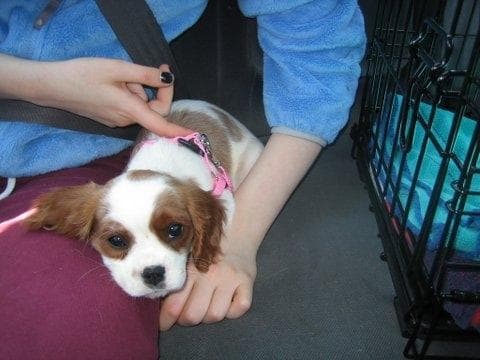 Emily Yoffe's Cavalier King Charles, Lily (Courtesy of Emily Yoffe)