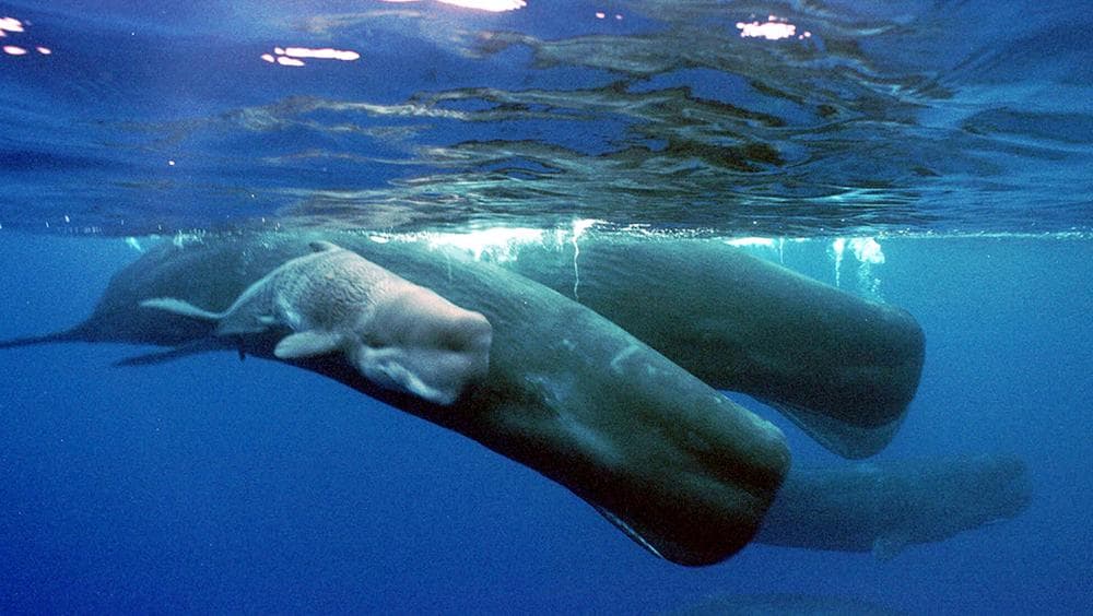 A sperm whale calf swims next to its mother and a pod of sperm whales June 15, 2001, about four miles off the coast of the Agat Marina in Guam. Sperm whales have learned to pluck sablefish from fishing lines being hauled from the depths of the Gulf of Alaska, showing a dexterity that belies their enormous size and toothy, underslung jaws. (AP)