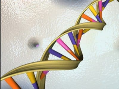 DNA double helix (National Human Genome Research Institute)