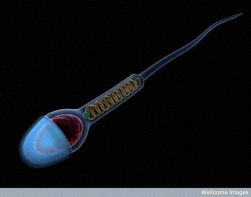 Is your sperm up to the task?