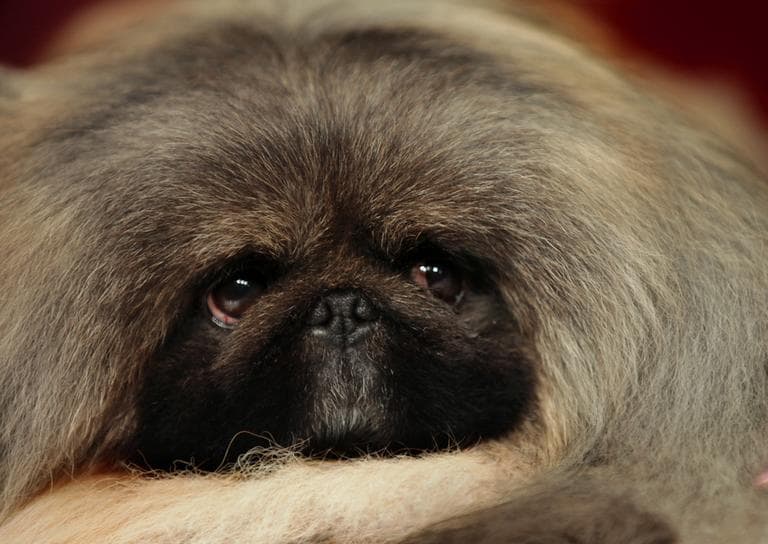 Malachy, a Pekingese, winner of the best in show title at the136th Annual Westminster Kennel Club dog show, takes a rest after eating a chicken and rice meal at Sardi's Wednesday, Feb. 15, 2012 in New York. (AP)