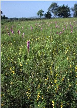 A native prairie in a CRP field in Madison County, Iowa. (Flickr/USDAgov/Photo courtesy of NRCS )