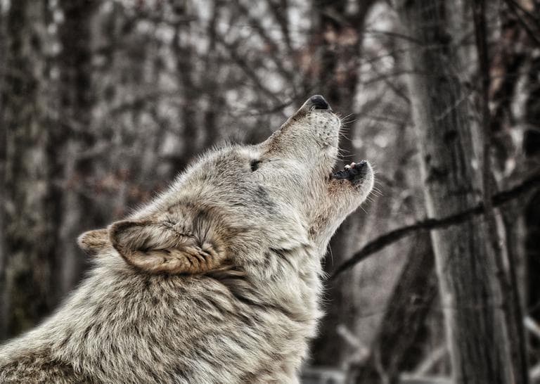 Howling wolf. (numbphoto/Flickr)