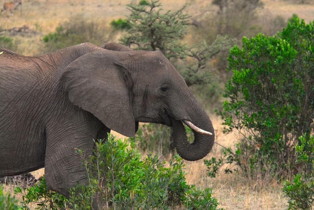 African elephant in Masai Mara National Park. Kenya. Africa (Kike Calvo via AP Images)