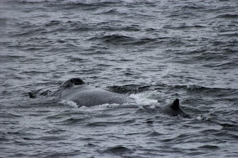 Part of a whale seen during the whale watching tour (Courtesy of Ashley Schaffert)