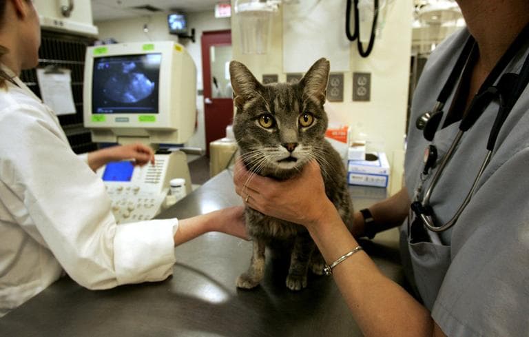 Technicians use ultrasound to check a pet cat for cancer at the Cummings School of Veterinary Medicine at Tufts University, in Grafton, Mass. in 2008. (AP)