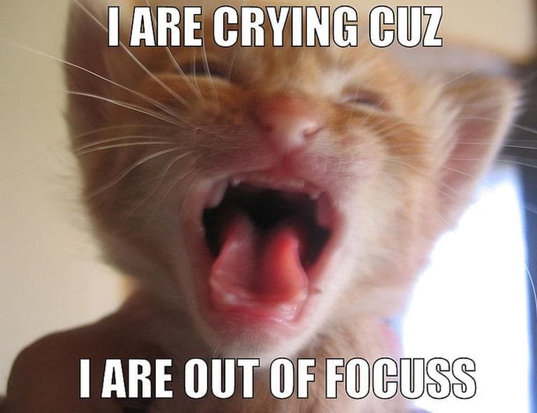 Memes like this &quot;LOLCat&quot; are ubiquitous on the internet. (Wikipedia)