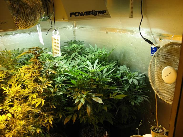 Fourteen mature marijuana plants in a small room the Smiths constructed in their basement. (Lynn Jolicoeur for WBUR)