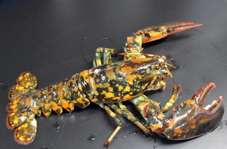 This photo provided by the New England Aquarium in Boston shows a rare calico lobster that could be a 1-in-30 million, according to experts. (AP)