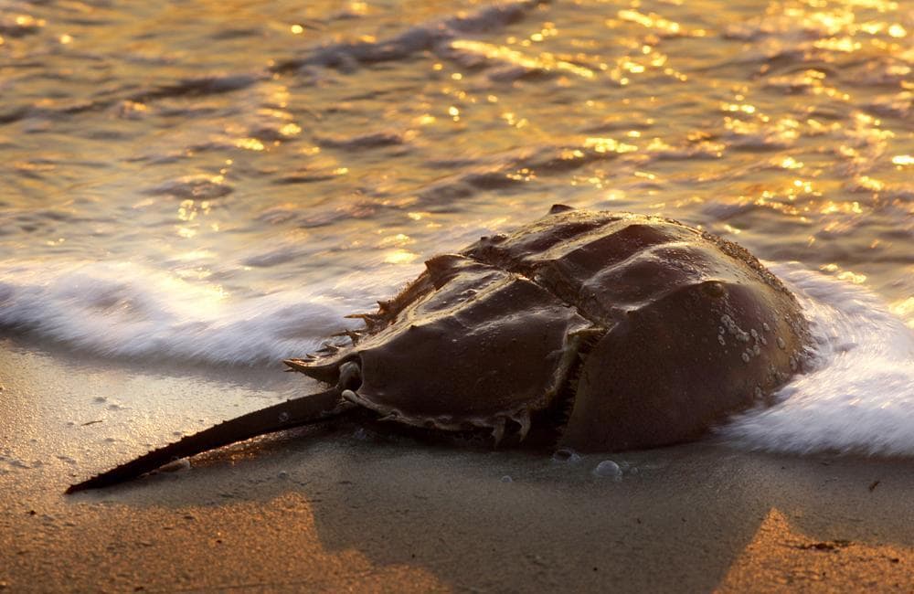 A prehistoric looking horseshoe crab is bathed in the warm light of the morning sunrise on the Chesapeake Bay near Mathews, Va., Friday, Sept. 14, 2007. Horseshoe crabs are considered to be living fossils because their appearance has not changed since their origin over 20 million years ago. (AP)