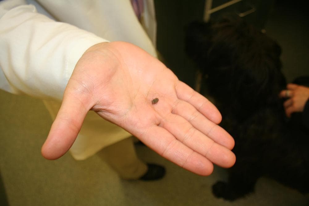 The vaccine kills lyme bacteria in the tick before they even make it into the dog's body. (Curt Nickish/WBUR)
