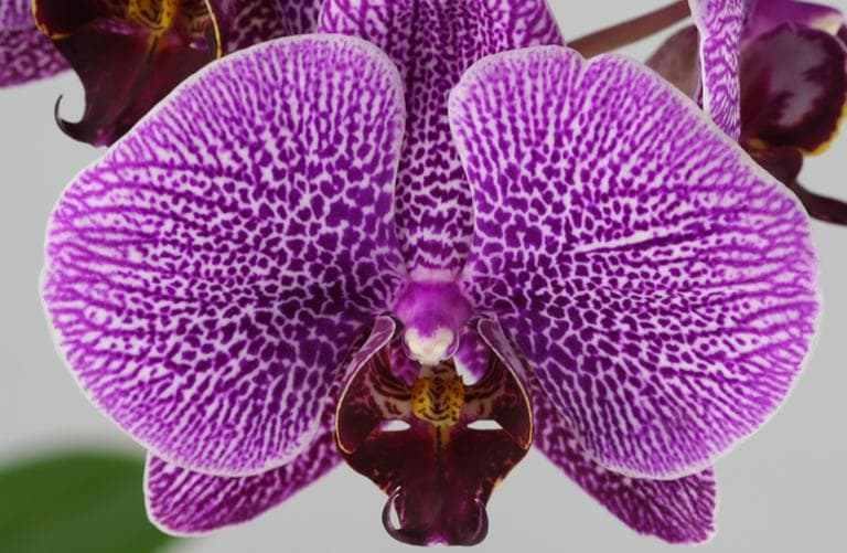 Orchid (Galileo55/Flickr)