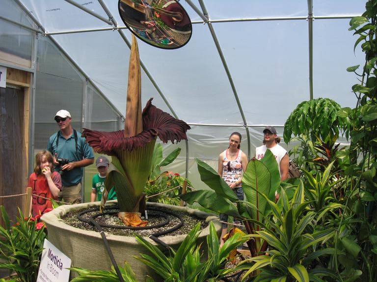 The zoo is displaying Morticia and a recently wilted corpse flower inside a makeshift greenhouse, which on Wednesday registered at 93 degrees and 65 percent humidity inside. (Sacha Pfeiffer/WBUR)