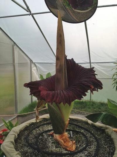 Morticia, Franklin Park Zoo's corpse flower, in full bloom. (Franklin Park Zoo)