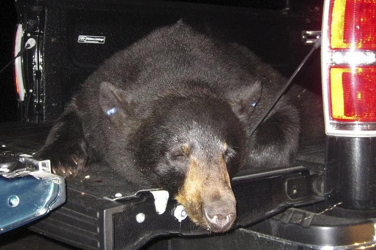 This June 11, 2012 photo, released by the Massachusetts Executive Office of Energy and Environmental Affairs, shows a tranquilized black bear captured by officials in Wellfleet, Mass., on Cape Cod. (AP)