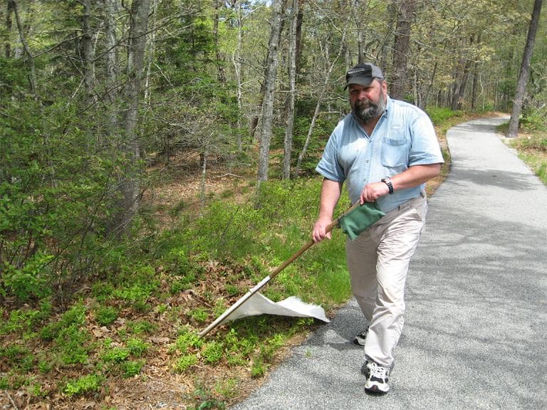 Larry Dapsis, the county entomologist for Cape Cod, drags a white flag through leaf litter at Nickerson State Park. The ticks he picks up will be tested to see how many carry Lyme. (Beenish Ahmed for WBUR)