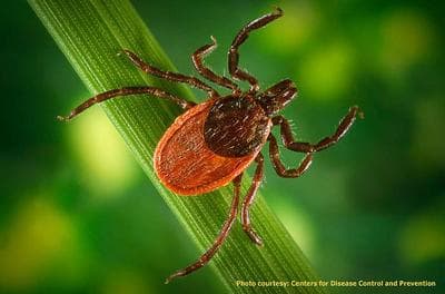 The Blacklegged tick, commonly referred to as the deer tick, is prevalent in Massachusetts. (AP)