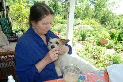 Lincoln resident Robin Wilkerson pulls ticks off her dog Stella several times each day. (George Hicks/WBUR)