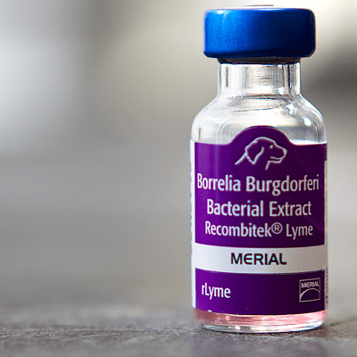 Canine vaccines protect against Borrelia burgdorferi, the bacterium that causes Lyme disease. (Jesse Costa/WBUR)