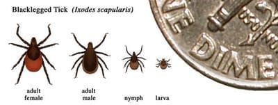 Relative sizes of several ticks at different life stages. In general, adult ticks are approximately the size of a sesame seed and nymphal ticks are approximately the size of a poppy seed. (CDC)
