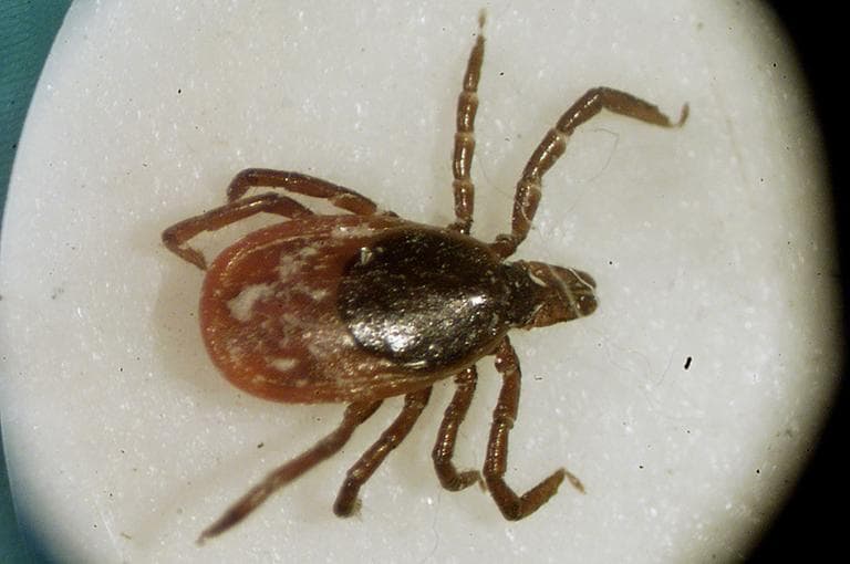 A file photo of a deer tick under a microscope in the entomology lab at the University of Rhode Island in South Kingstown, R.I.  A state insect expert says Ohio is seeing a &quot;shocking&quot; increase in the deer ticks that can carry Lyme disease. (AP)