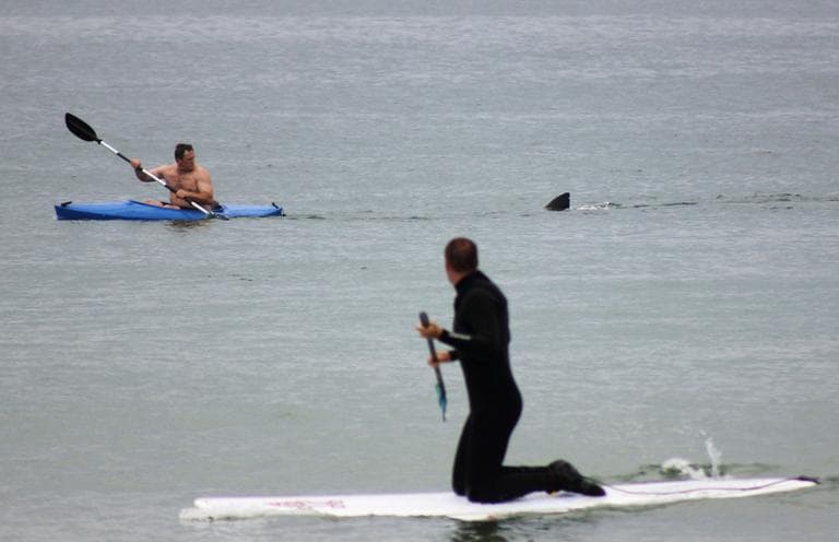 Walter Szulc Jr., in kayak at left, looks back at the dorsal fin of an approaching shark at Nauset Beach in Orleans on Saturday, July 7. (AP)