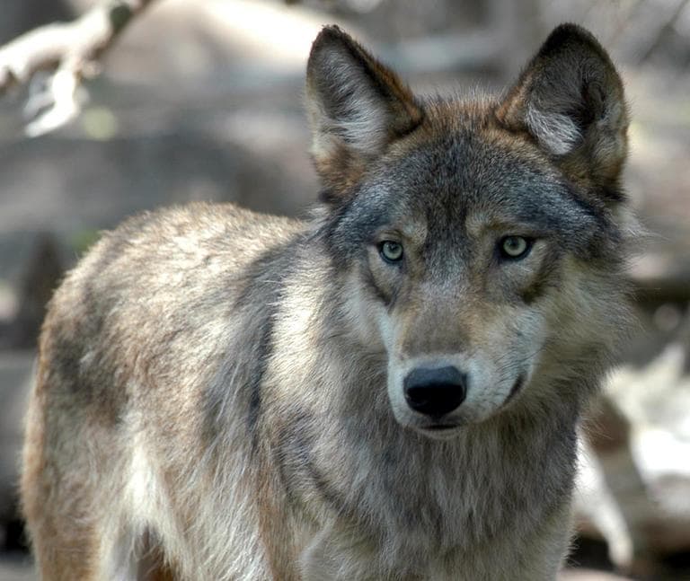 A gray wolf at the Wildlife Science Center in Forest Lake, Minn. (AP)