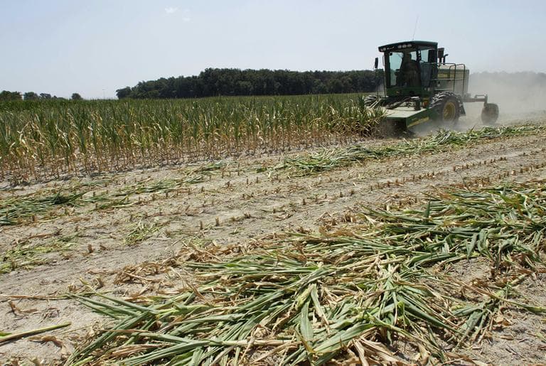 Steve Niedbalski is seen chopping down his drought and heat stricken corn for feed Wednesday, July 11, 2012 in Nashville, Ill. Farmers in parts of the Midwest, dealing with the worst drought in nearly 25 years, have given up hope for a corn crop and are mowing over their fields and baling the heat withered plants for livestock feed. (AP)