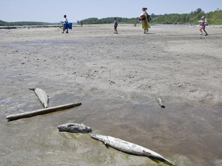 People walk past longnose gars and a catfish on a sand bar at the Platte River near the Louisville state recreation area in Neb., Tuesday, July 17, 2012. Low water flow due to lack of precipitation has exposed large areas of the river bed. (AP)