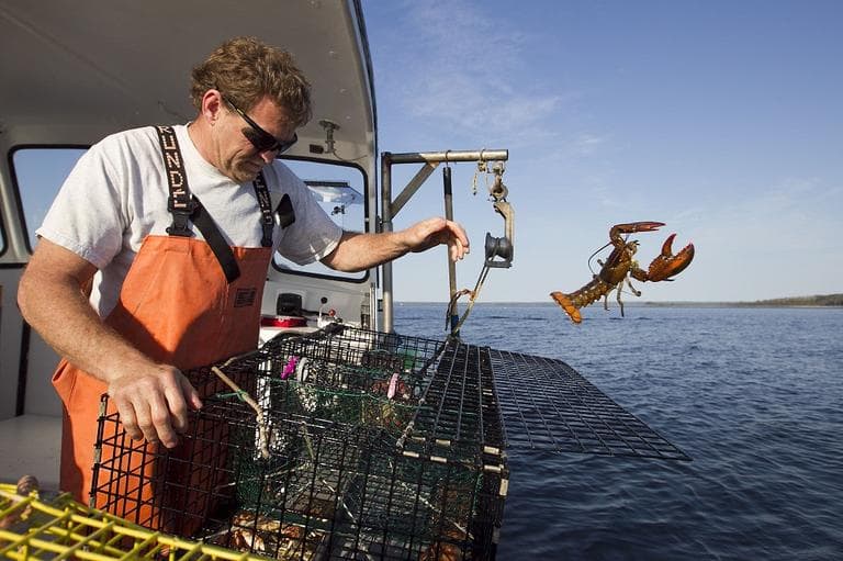 Sternman Scott Beede returns an undersized lobster while checking traps in Mount Desert, Maine. (AP)