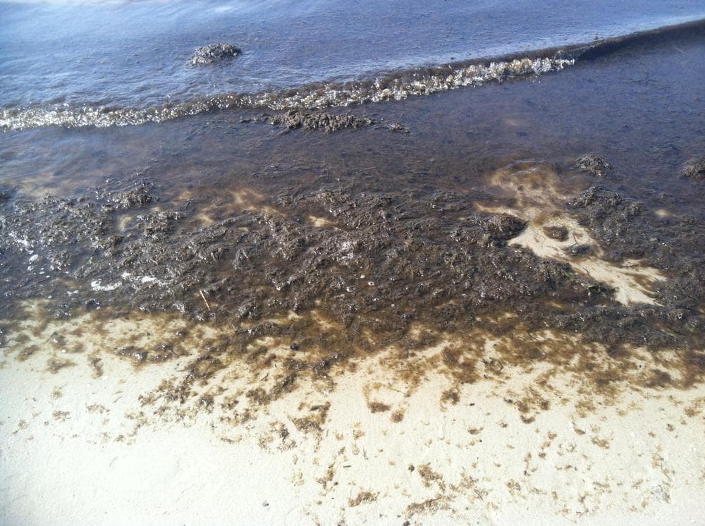 Seaweed washing up on White Horse Beach in Plymouth (Curt Nickisch/WBUR)