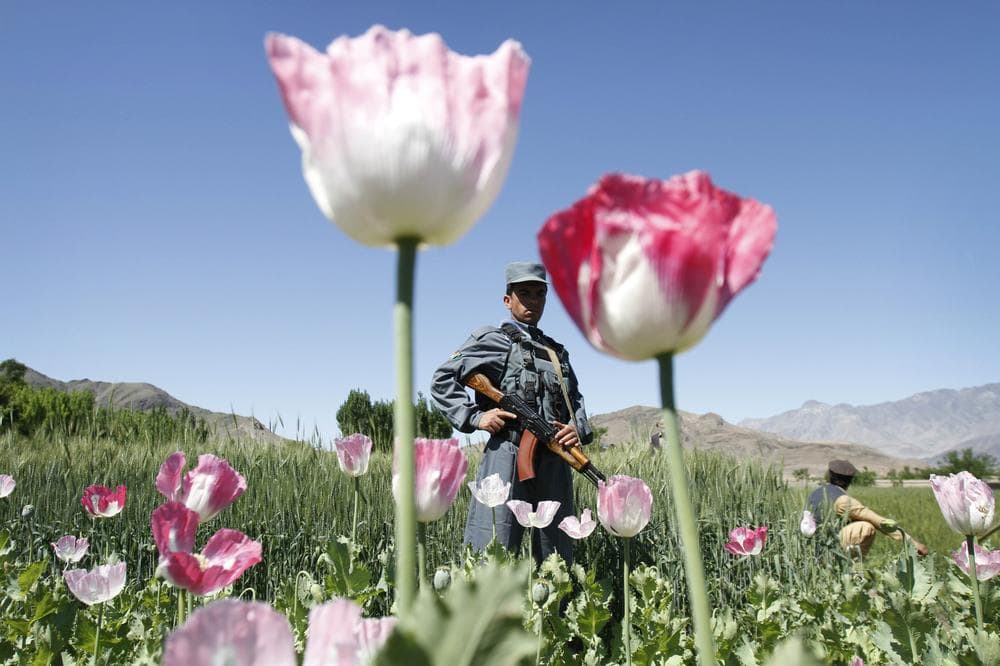 Kerry Healey: It’s time Americans realized what our appetite for illegal drugs does to the individuals who are compelled—economically or at gun point—to produce, process and transport the drugs we use. Above, an Afghan policeman guards an opium poppy field east of Kabul, Afghanistan. (AP Photo)