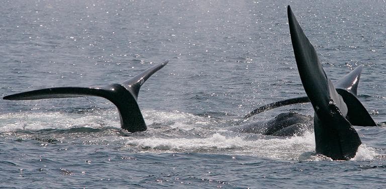 This April 10, 2008, file photo shows three right whales cresting their tails on the surface near Provincetown, in Cape Cod Bay. (AP)